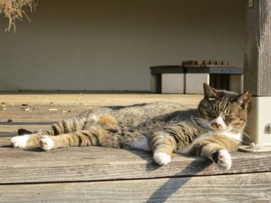 Güneşlenen Kedi Tahta Güvertede Kestiriyor