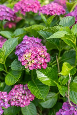 Japonya 'nın Görüntüleri - Ortanca, Yağışlı Mevsim Çiçeği Ajisai