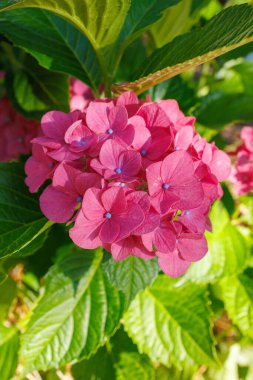 Japonya 'nın Görüntüleri - Ortanca, Menekşe Çiçeği ve Açık Mor Bud ile Ajisai Çiçeği