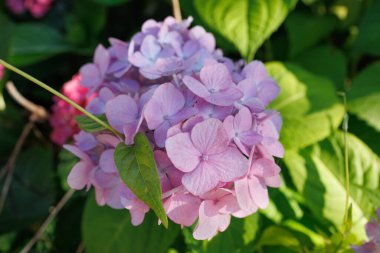 Japonya 'nın Görüntüleri - Ortanca, Açık Pembe ve Mor Renkli Ajisai Çiçeği