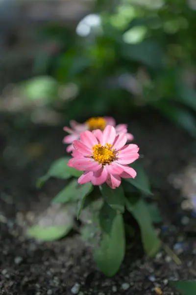 Stock image Salmon Pink Colored Zinnia in the Shade Spotlighted by the Sun