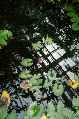 Lone Water Lily Çiçeği Başı Yüzen Yaprakların ve Karanlık Su Havuzundaki Yansımaların Üzerinde Süzülüyor