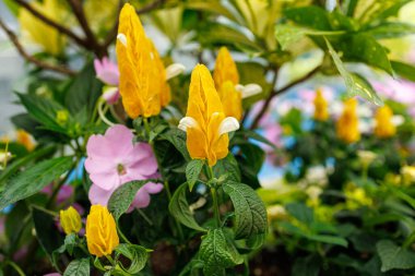 Üstüste binen Altın Karides Santralinin Parlak Sarı Parlakları İçindeki Beyaz Çiçekleri Göstermek İçin Açılıyor