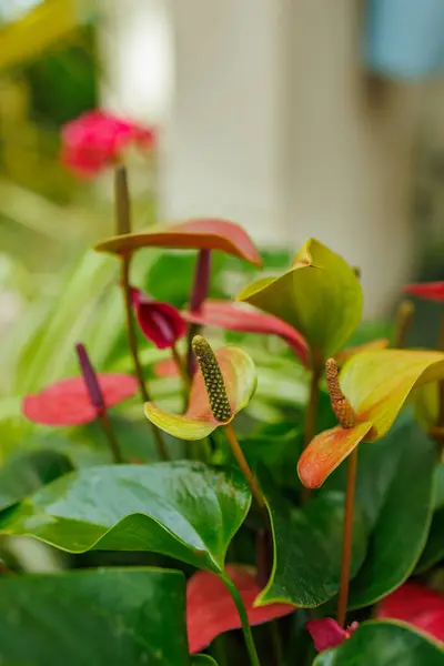 stock image Bokeh Photograph of Red- Green Flamingo Flowers