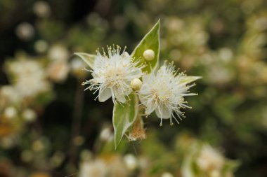 Yaygın Bir Myrtle Bitkisinin Fotoğrafı, Yapraklara, Sepallere, Sayısız Stamens 'a ve Çiçeğinin Sarı-Kehribar Böğürtlenlerine Dikkat Edin