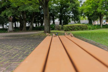 Park Bench 'te Dinlenen Gözlemci Serçeler