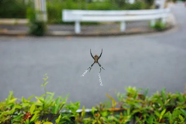 stock image Patiently Waiting Spider - Underside View