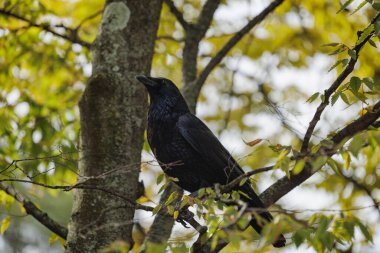 Pençelerindeki ince bir ağaç dalını kavrayan yalnız bir kuzgun, yeşil ve sarı renkte bir sonbahar yapraklarına karşı ihtişamlı bir şekilde bir ağaca tünemiştir..