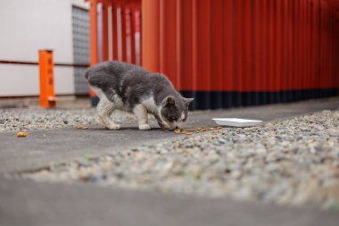 Gri beyaz bir kedi kambur bir şekilde Japon Shinto Tapınağı 'ndaki küçük, boş bir tabağın yanında yere saçılmış köpek maması yiyor. Arkaplanda kırmızı bir torii kapısı ve çakıl taşı kaplı bir yüzey yer alıyor..
