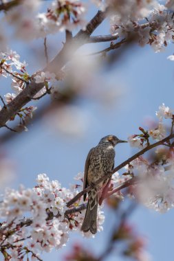 İlkbaharın nektarını yudumlamak - kahverengi kulaklı bulbul 'un ön görüntüsü çiçek açan kiraz ağacının ince dalına tünemiş. Kiraz çiçeklerinin arasında saklanan kuş, bir sonraki çiçeğine bakar..