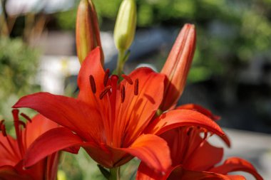 Canlı turuncu zambak çiçeğinin kekemeliğinin gölgeleri yapraklarında görünür. Altın saat güneş ışığında yakalanan sahne gösterileri, erkek elyafı lifinin ayrıntıları ve polenle öne çıkan anterler..