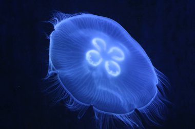 A close-up view of a mesmerizing glowing blue jellyfish, its translucent body pulsating with bioluminescent radiance, creating a captivating spectacle in the dark depths of the ocean. clipart