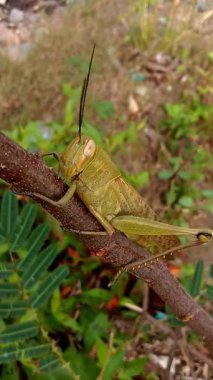 Bitkilerin üzerinde oturan çekirgelerin görüntüleri