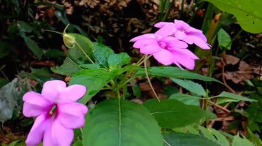 Sallanan çiçek bitkilerinin görüntüleri.