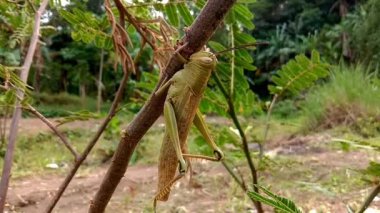 Bitkilerin üzerinde oturan çekirgelerin görüntüleri