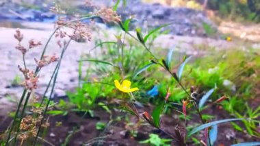 Sallanan çiçek bitkilerinin görüntüleri.