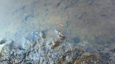 Nehir suyunun parlak bir atmosferde akışının görüntüleri..