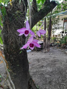 Magetan şehrindeki Sarangan Gölü 'nün güzel manzarası öğleden sonra 04: 00' te hava aydınlanır.