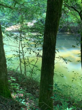 Ormanın ve nehrin güzel manzarası