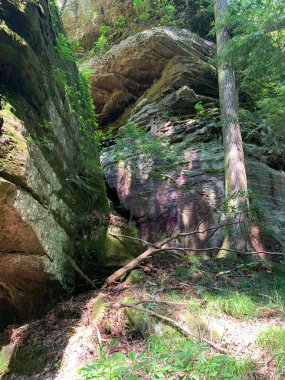 Ormanın güzel manzarası