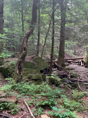 Ormanın güzel manzarası