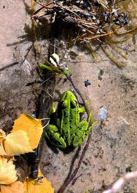 Kristal berrak suda yeşil kurbağa 
