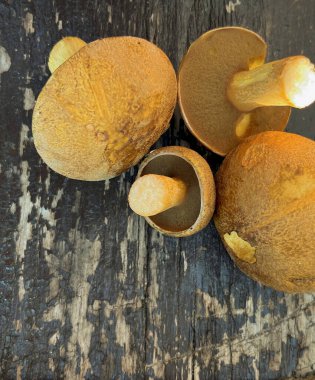 Ahşap masada dört mantar.