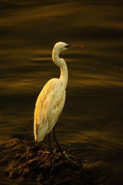 Sakin mavi su arka planına sahip kayalık bir kıyıda zarif bir şekilde duran beyaz balıkçıl balığının çarpıcı bir fotoğrafı. Akbalıkçıl balığının zarif duruşu ve çarpıcı tüyleri güzel bir şekilde yakalanıyor, uzun boynu ve ince bacakları vurgulanıyor..