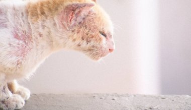 Bu dokunaklı fotoğraf, evsiz hayvanların kötü durumları hakkında empati ve farkındalık hissi uyandıran bir sokak kedisini yakinen yakinen yaklasiyor. Kedi, kürkü tüylü ve kulaklari aci belirtileri gösterirken, sessiz bir hassasiyet anında resmedilir.
