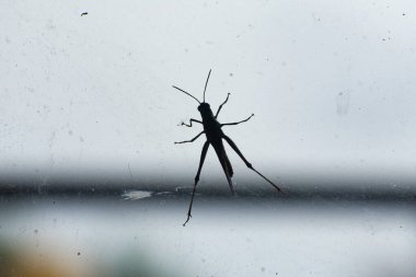 Yumuşak ışıklandırılmış bir arka plan tarafından çerçevelenmiş bir çekirgenin narin silueti, sessiz bir düşünce ve ince bir güzelliği çağrıştırır..