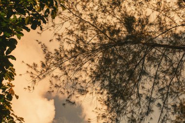 Gölgeli dallar altın bir günbatımı gökyüzüne karşı, doğanın güzelliğini akşam renklerinde yakalıyor..