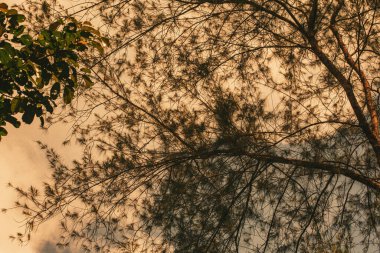 Yumuşak, parıldayan günbatımına karşı narin dallar doğanın barışçıl alacakaranlık güzelliğini gözler önüne seriyor..
