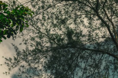 Çam dallarının büyüleyici görüntüsü, altın bir gün batımına karşı siluet, dinginlik hissi uyandırıyor..