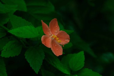 Görüntü, yeşil bir zemine dayanan narin yapraklı bir portakal çiçeğini içeriyor ve güzel bir kontrastlık yaratıyor..