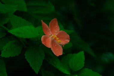 Görüntü, yeşil bir zemine dayanan narin yapraklı bir portakal çiçeğini içeriyor ve güzel bir kontrastlık yaratıyor..