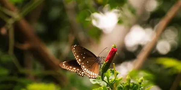 Stock image This beautiful image shows a butterfly perched on a red flower bud, set against a lush green background, highlighting the simplicity and beauty of nature.