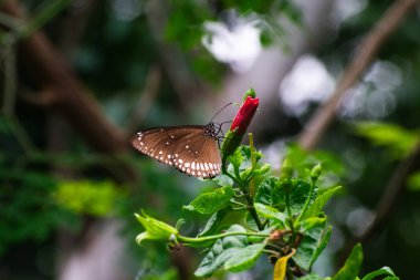 Huzurlu bir ortamda yakalanan bu kelebek ve kırmızı çiçek tomurcuğu sahnesi bitki örtüsü ve bitki örtüsü arasındaki nazik etkileşimi tasvir eder..