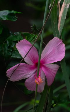 Büyüleyici pembe bir çiçek yeşil yaprakların arasında duruyor, doğanın zarif güzelliğini ve karmaşık detaylarını gözler önüne seriyor..