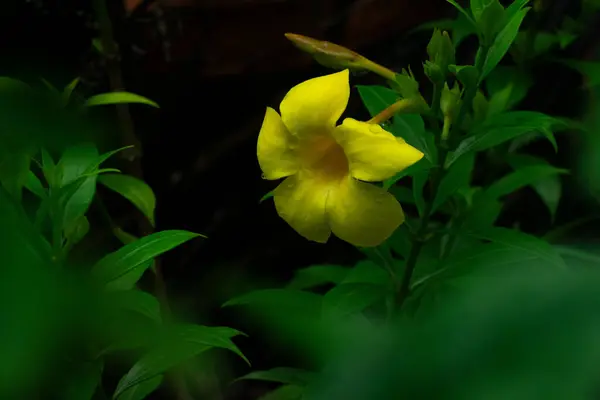 stock image A stunning yellow flower surrounded by rich green leaves, epitomizing natural elegance.