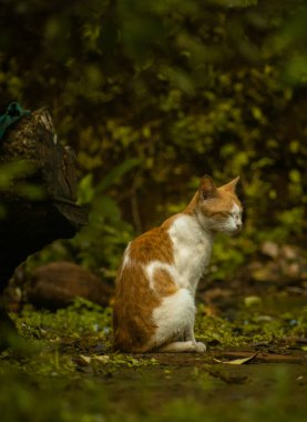 Yeşillik ve doğal elementlerle çevrili yemyeşil bir ortamda sessizce oturan dingin turuncu ve beyaz bir kedi..