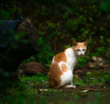 Yeşilliğin ortasında, yemyeşil yerde tek başına oturan turuncu ve beyaz bir kedi. Kedi, bulanık bir arka plan ve bir kütük ile uyanık ve meraklı görünüyor.