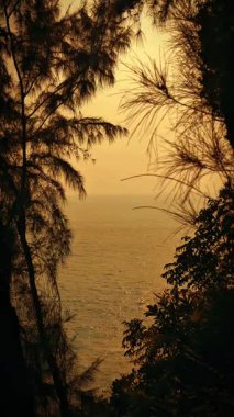 Gün batımında ılık turuncu gökyüzü ile sakin bir okyanus manzarasını çerçeveleyen ağaçların silueti..
