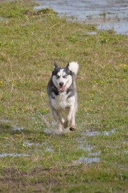 Sibirya Husky kırmızı erkek açık havada