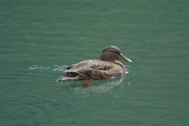 Beyaz bir ördeğin yan görünüşü, Anas platyrhynchos.