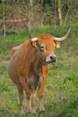 Hint Gir ineği beyaz arkaplanda fotoğraf kullanmaya hazır.