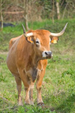 Hint Gir ineği beyaz arkaplanda fotoğraf kullanmaya hazır.