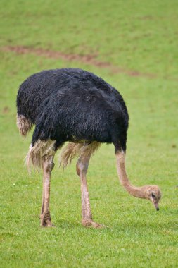 Devekuşu - Struth io camelus, Afrika 'nın büyük bölgelerine özgü, yaşayan en büyük kuş türü, uzun kırmızı bacakları, uzun boynu, küçük kafası, savanadaki en büyük kuş türüdür..