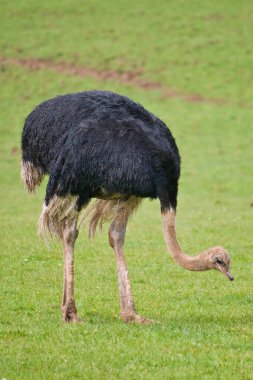 Devekuşu - Struth io camelus, Afrika 'nın büyük bölgelerine özgü, yaşayan en büyük kuş türü, uzun kırmızı bacakları, uzun boynu, küçük kafası, savanadaki en büyük kuş türüdür..