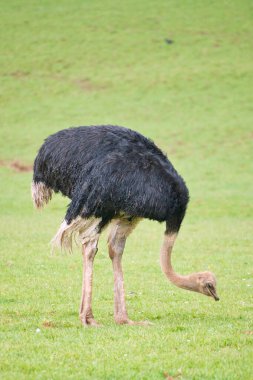 Devekuşu - Struth io camelus, Afrika 'nın büyük bölgelerine özgü, yaşayan en büyük kuş türü, uzun kırmızı bacakları, uzun boynu, küçük kafası, savanadaki en büyük kuş türüdür..