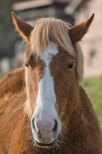 stock image Little horse at small latvian zoo. Horse smile. Horse showing teeth, smiling horse, funny horses, funny animal face. laugh animal